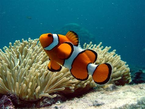 Der anemonenfisch oder auch clownfisch gennant, ist bekannt aus dem film findet nemo. Clownfish - Animal Facts and Information