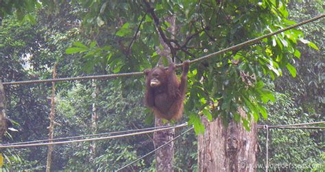 From 4 houses to 4 , find a unique house rental for you to enjoy a. Besuch im Sepilok Orang Utan Sanctuary auf Borneo ...