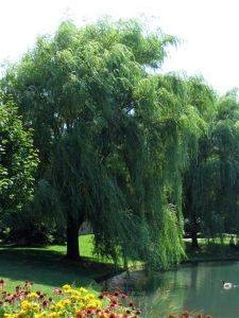 How To Grow Weeping Willow Trees Willow Trees Garden Garden Trees