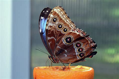 Beautiful Colorful Butterfly With Brown Circles On Wings Photograph By