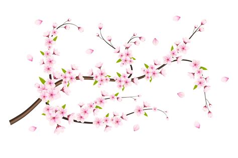 Cherry Blossom With Sakura Flower Graphic By Tanu · Creative Fabrica