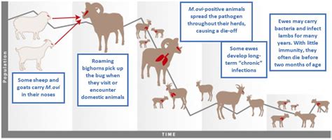 Domestic And Wild Sheep And Goats And The Risk Of Mycoplasma