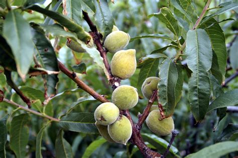 How To Grow Almond Trees Growing Almonds In Right Climate