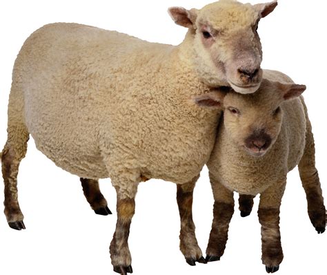 Collection Of Sheep PNG PlusPNG