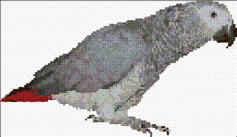How big should a cross stitch frame be? Cross Stitch | African Gray Parrot xstitch Chart | Design