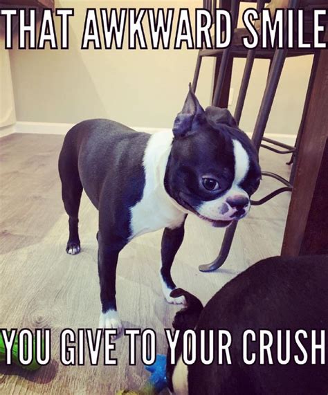 17 Best Boston Terrier Memes Page 2 Of 6 Pettime