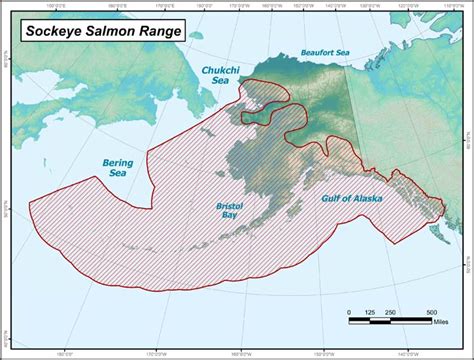 Magnetic Crystals In Salmon Help Them Return To Their Home Streams