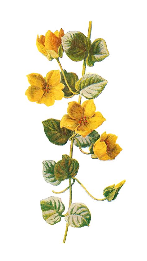 Antique Images Free Flower Download Wildflower Clip Art