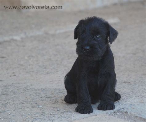 The giant schnauzer originated in the countryside of bavaria and wurrtemburg. Black standard schnauzer puppy. 33 days old. | Cachorros ...