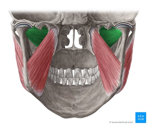 Lateral Pterygoid Origin Insertion And Function Kenhub Porn Sex Picture