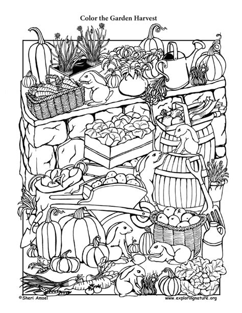 Count how many fruits, berries and vegetables (pear, strawberry, eggplant, pumpkin). Garden Harvest - Coloring Page