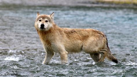 Katmai National Park Soft Padded Strides Alaska Wildlife Katmai