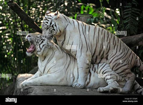 White Bengal Tigers Panthera Tigris Tigris Mating Of Mature Animals