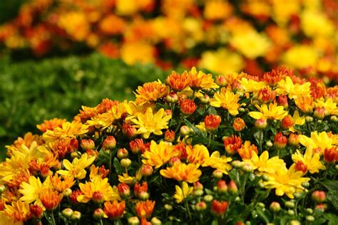 Plant These Autumn Flowers For A Burst Of Color Happysprout