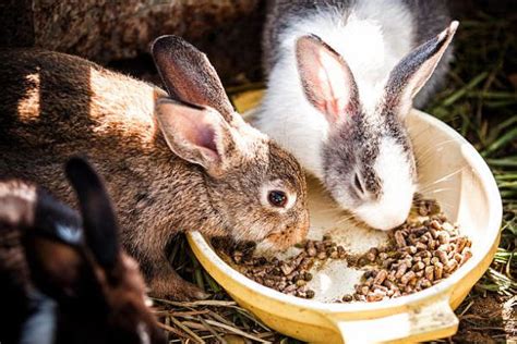 Alimentacion Conejos Animalesmascotas