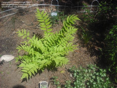 Thetreecenter.com has been visited by 10k+ users in the past month PlantFiles Pictures: Fortune's Net Veined Holly Fern ...