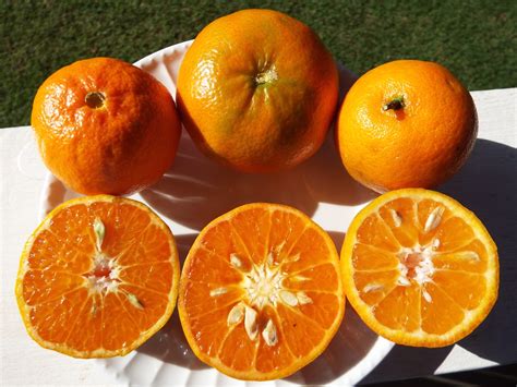 Mandarin / Tangerine Varieties (Unknown, Honey, Clementine… | Flickr