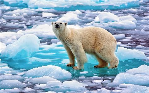 Maybe you would like to learn more about one of these? Polar Bear Ice Snow Cold Hd Wallpaper : Wallpapers13.com