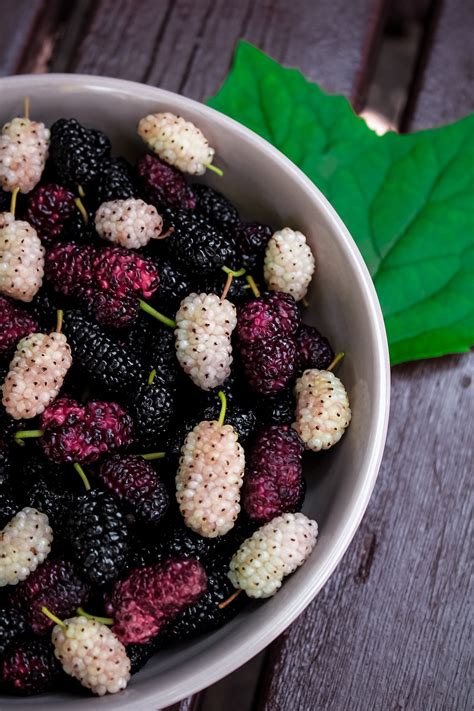 100 Free Mulberry And Nature Images Pixabay