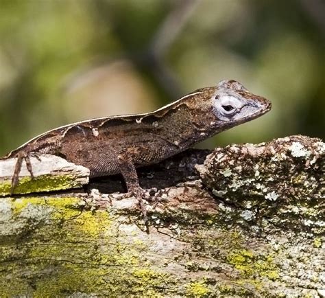 Brown Anole Lizards Of Central Florida · Inaturalist
