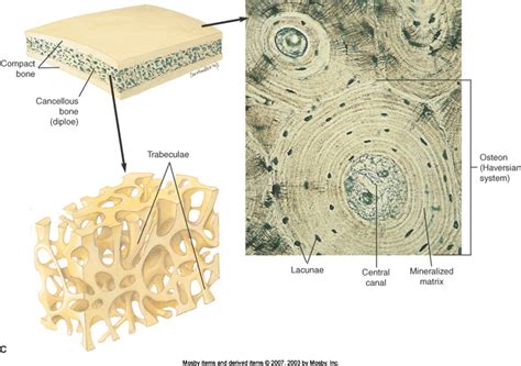 Spongy And Compact Bone Diagram What Are Some Examples Of Cancellous