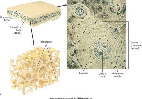 What Are Some Examples Of Cancellous Bone Example