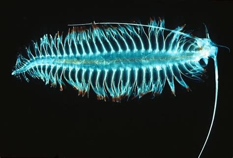 The Neon Glow Of Bioluminescent Sea Creatures Bioluminescent Animals