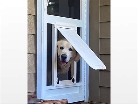 Screen Doors For Pets Pet Doors Pca Products