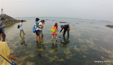 Sisters Islands Intertidal Walk Sengkang Babies