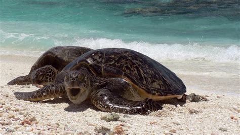 Conservation Efforts For Florida Pacific Coast Green Sea Turtles