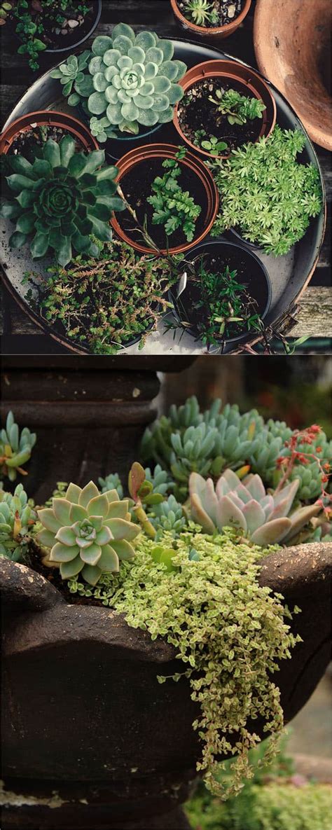 Check spelling or type a new query. How to Plant Beautiful Succulent Gardens in 5 Easy Steps ...