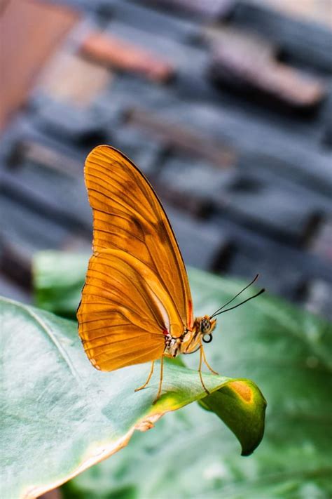 A Butterfly From The Botanic Garden Of Montreal Butterflies