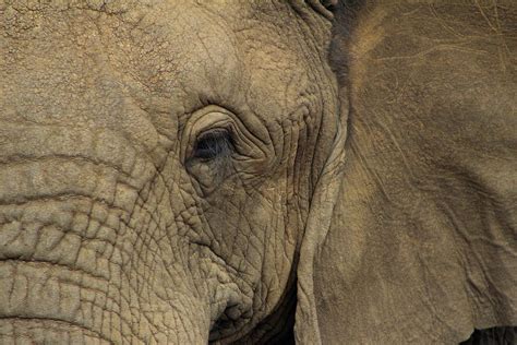 Eyelash Of An Elephant Photograph By Fiona Kennard Pixels