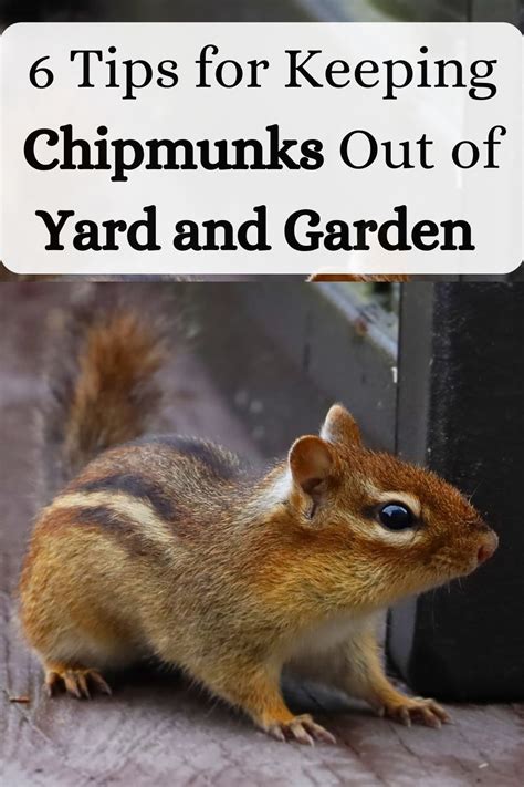How to get rid of chipmunks in your yard – Artofit