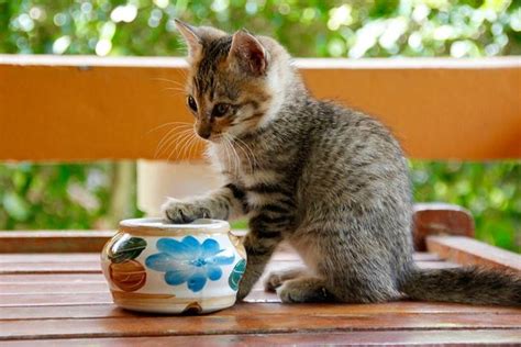 Ragam bahasa kucing saat menunjukkan rasa sayangnya. 9 Binatang Peliharaan yang Mudah Dipelihara Pemula ...