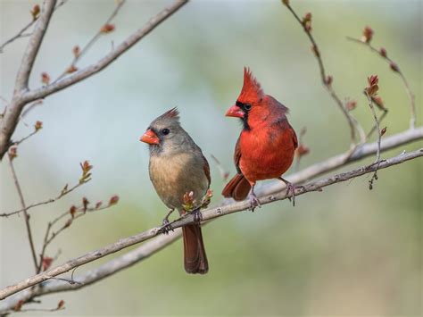 Where Do Cardinals Live Habitat Distribution Birdfact