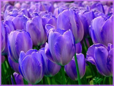 Tulipanes Y Su Significado Por Color Blog De Flores