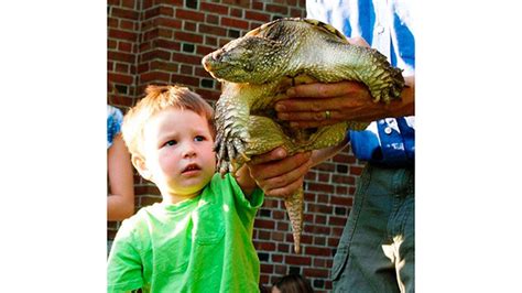 Museum Seeks New Tank For Friendly Snapping Turtle