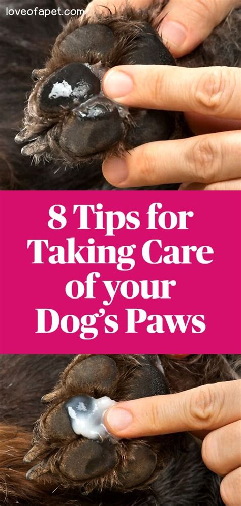 How To Care For Your Dogs Paws 8 Tips In 2020 Dog Paw Care Dog