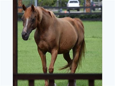 Horses for Sale in Florida FL - Free Ads