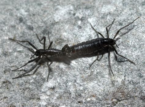 Belgica antarctica, the antarctic midge, is a species of flightless midge, endemic to the continent of antarctica. Fact of the Day: What is a Belgica? - The Coldest Journey