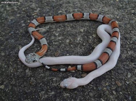 48 Best Ideas For Coloring Baby Perry King Snake