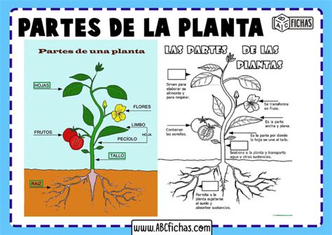 Partes De Las Plantas Raiz Para Colorear Buscar Con Google Material