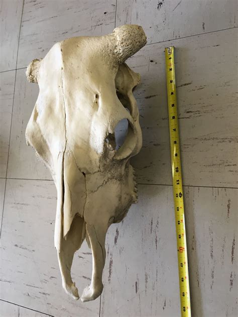 Bull Skull