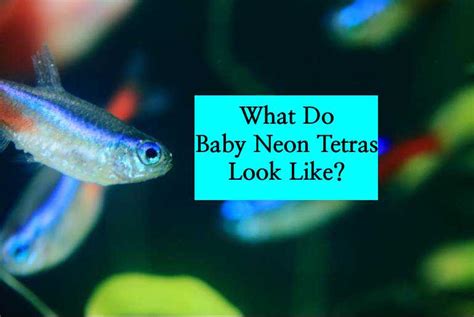 Neon Tetra Fish Eggs