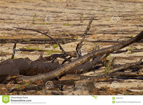 Death Trees After Wildfire Stock Image Image Of Lifeless 49407573