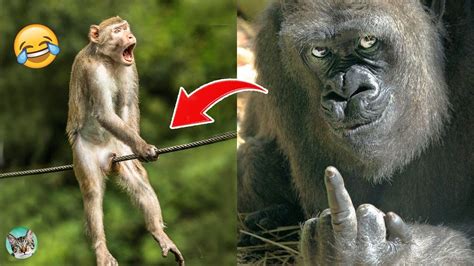Funny Monkey Memes🙉 Animals Videos 2021 Amazing Animals Youtube