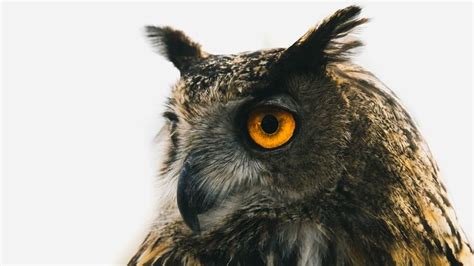 Eagle Owl Owl Predator Bird Beak Eyes 4k Hd Wallpaper
