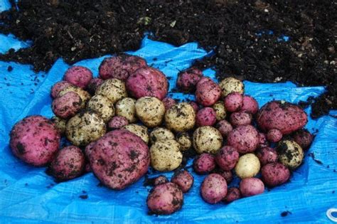 Square Foot Gardening - growing potatoes in 5 gallon buckets | Square foot gardening, Growing