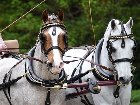Us Equestrian Releases New Carriage Pleasure Driving Driven Dressage